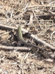 Aspidoscelis sexlineatus