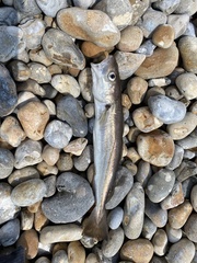 Merlangius merlangus