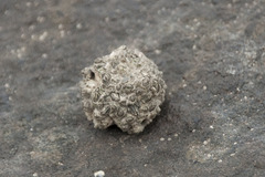 Chthamalus stellatus