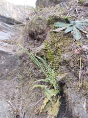 Asplenium monanthes