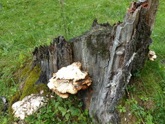 Laetiporus montanus