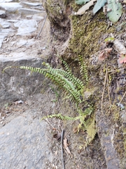 Asplenium monanthes