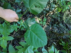 Populus heterophylla