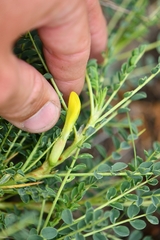 Astragalus psilocentros