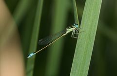 Ischnura graellsii