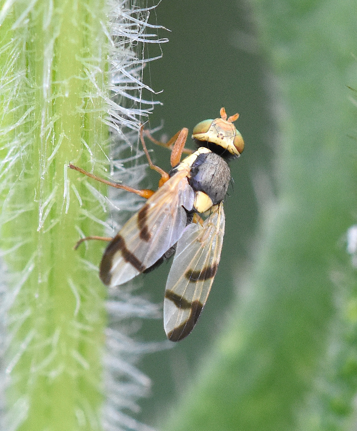 Bull Fly Insect Bull Thistle Gall Fly (Flies of Whitehorse) · iNaturalist