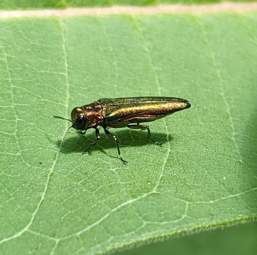 Emerald ash borer