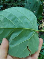 Populus heterophylla