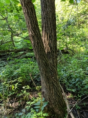 Populus heterophylla