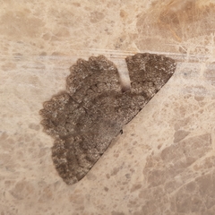 Dicrognophos sartata