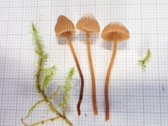 Galerina atkinsoniana