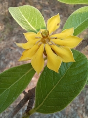 Catunaregam tomentosa