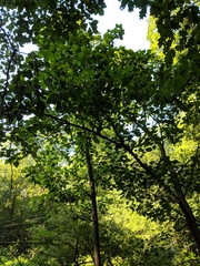 Populus heterophylla