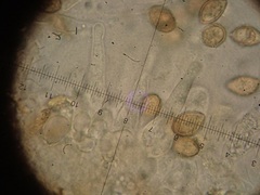 Galerina atkinsoniana