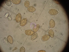 Galerina atkinsoniana