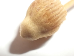 Galerina atkinsoniana