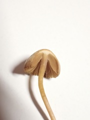 Galerina atkinsoniana