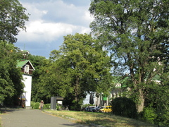 Tilia cordata