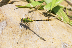 Erpetogomphus crotalinus