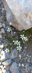 Arenaria grandiflora