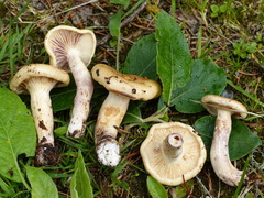 Lactarius aspideus