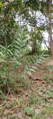 Heliconia hirsuta
