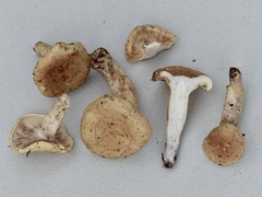 Lactarius aspideus