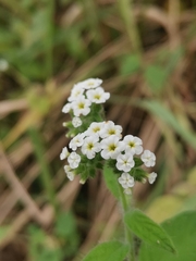 Heliotropium rufipilum