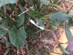 Pterophorus pentadactyla