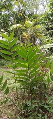 Heliconia hirsuta