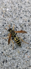 Polistes dominula