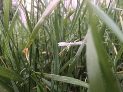 Pterophorus pentadactyla