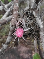 Tillandsia heubergeri