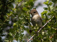 Empidonax albigularis