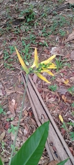 Heliconia hirsuta