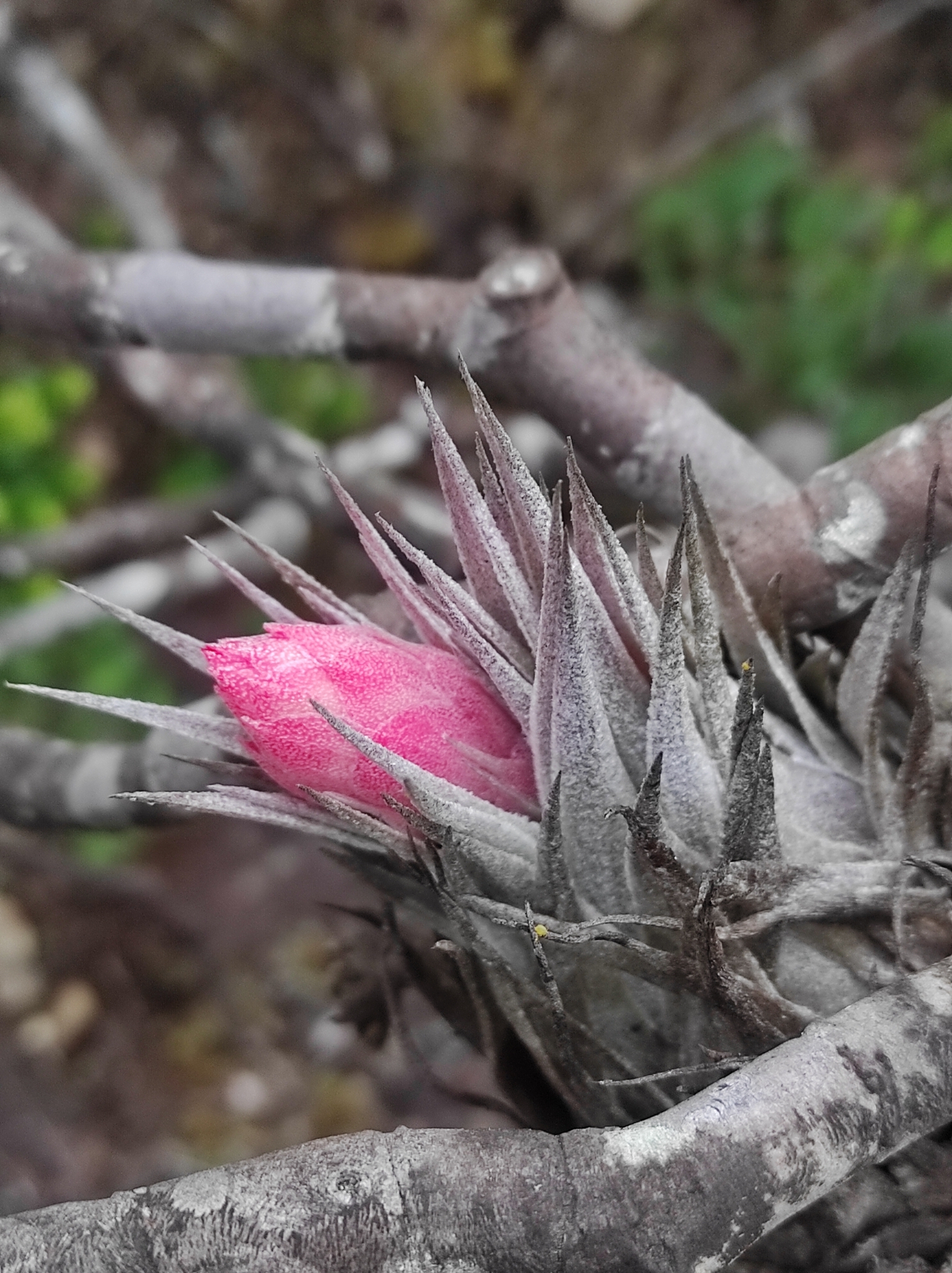 ブロメリア・エアープランツ Tillandsia heubergeri Tillandsia heubergeri ブロメリア・エアープランツ Tillandsia