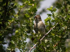 Empidonax albigularis