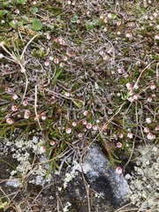 Cassiope tetragona