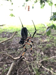 Trichonephila inaurata