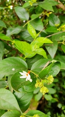 Nyctanthes arbor-tristis