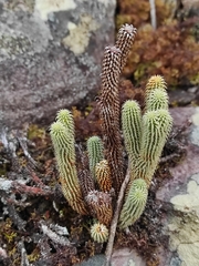 Phlegmariurus mooreanus