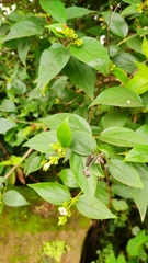 Nyctanthes arbor-tristis