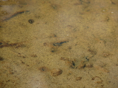 Tropisternus collaris