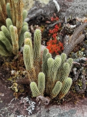 Phlegmariurus mooreanus