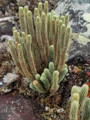 Phlegmariurus mooreanus