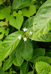 Holarrhena pubescens