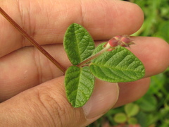 Desmodium molliculum