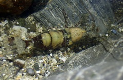Heptacarpus taylori