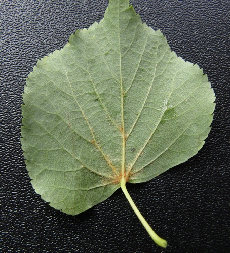 Tilia cordata