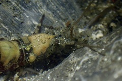 Heptacarpus taylori